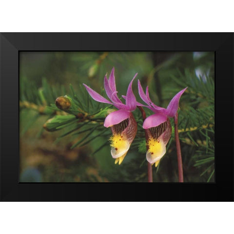 MI, Pair of calypso orchids by a balsam fir Black Modern Wood Framed Art Print by Carlson, Mark