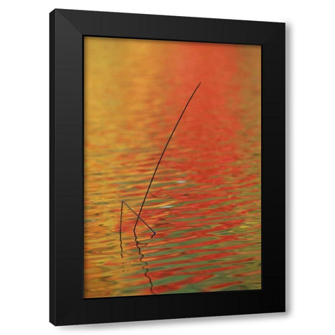 MI, Upper Peninsula, Two lake reeds in autumn Black Modern Wood Framed Art Print by Carlson, Mark
