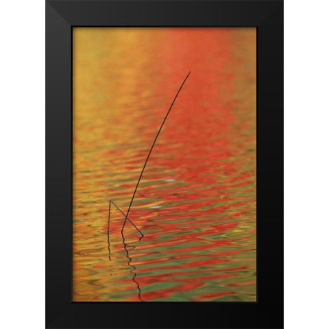 MI, Upper Peninsula, Two lake reeds in autumn Black Modern Wood Framed Art Print by Carlson, Mark