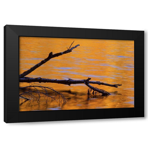 MI, Fallen birch snag in fall reflected in lake Black Modern Wood Framed Art Print by Carlson, Mark