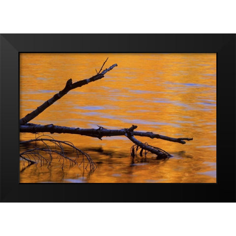 MI, Fallen birch snag in fall reflected in lake Black Modern Wood Framed Art Print by Carlson, Mark