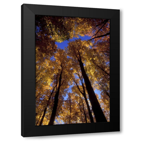 MI, Looking up at blue sky through sugar maples Black Modern Wood Framed Art Print with Double Matting by Carlson, Mark