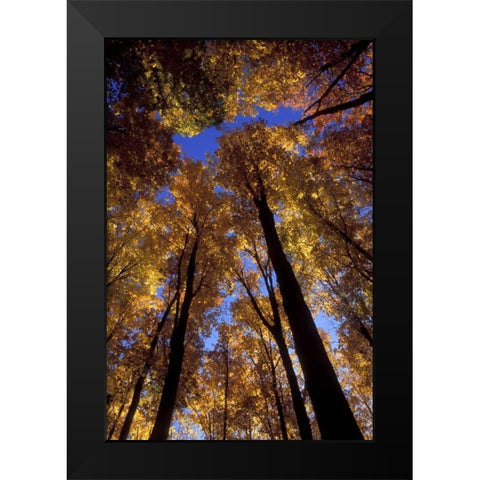 MI, Looking up at blue sky through sugar maples Black Modern Wood Framed Art Print by Carlson, Mark