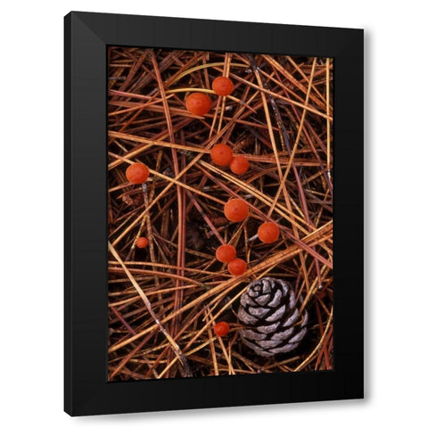 MI, Vermilion hygrophorus mushrooms Black Modern Wood Framed Art Print by Carlson, Mark