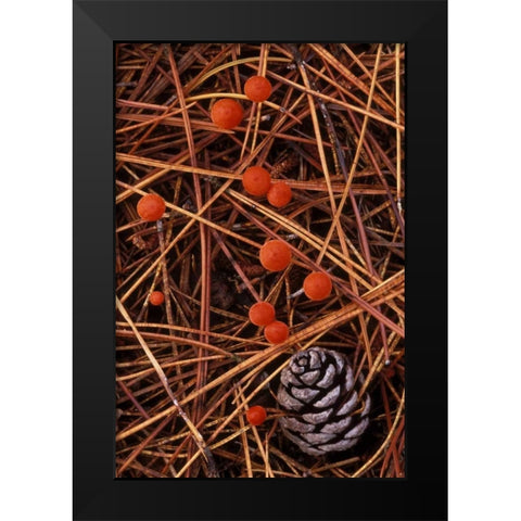 MI, Vermilion hygrophorus mushrooms Black Modern Wood Framed Art Print by Carlson, Mark