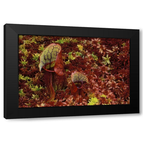 MI, Northern pitcher plants in sphagnum in autumn Black Modern Wood Framed Art Print by Carlson, Mark