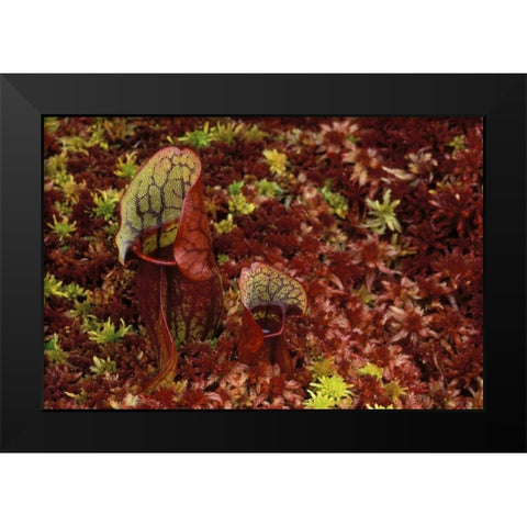 MI, Northern pitcher plants in sphagnum in autumn Black Modern Wood Framed Art Print by Carlson, Mark