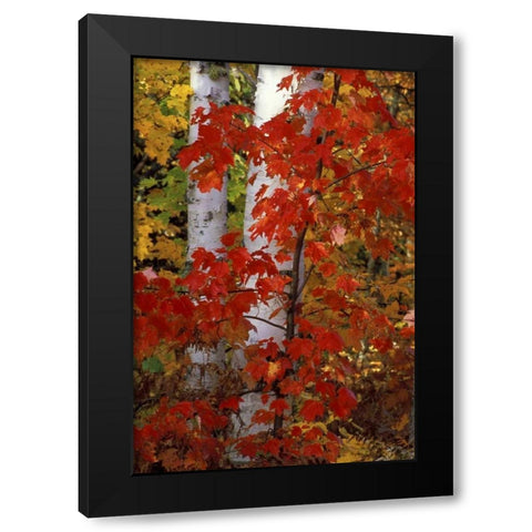 MI, White paper birch with maple trees in Autumn Black Modern Wood Framed Art Print by Carlson, Mark