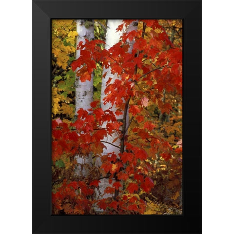 MI, White paper birch with maple trees in Autumn Black Modern Wood Framed Art Print by Carlson, Mark