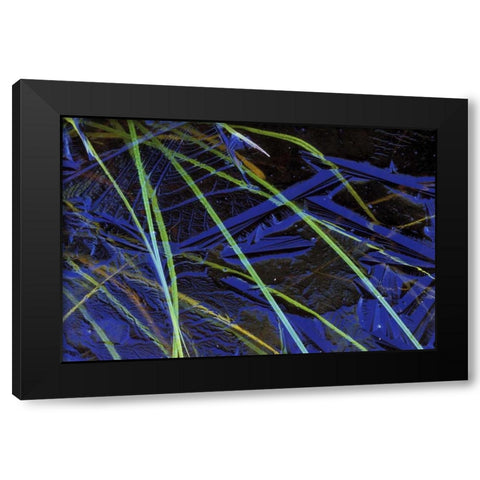 MI, Upper Peninsula, Sedge leaves under thin ice Black Modern Wood Framed Art Print by Carlson, Mark