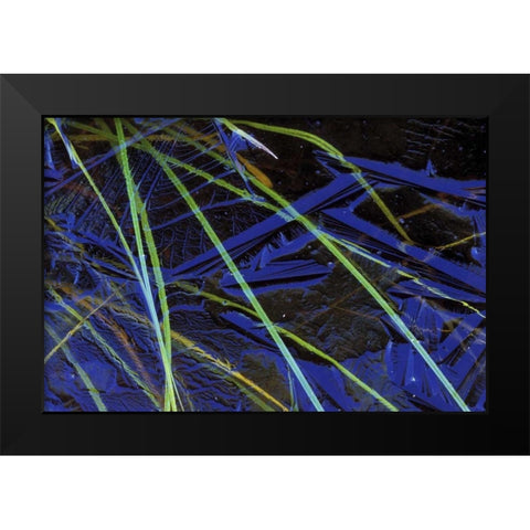MI, Upper Peninsula, Sedge leaves under thin ice Black Modern Wood Framed Art Print by Carlson, Mark