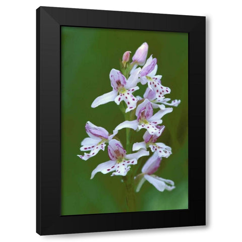MI, Upper Peninsula, Small round-leafed orchis Black Modern Wood Framed Art Print by Carlson, Mark