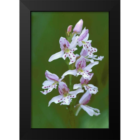 MI, Upper Peninsula, Small round-leafed orchis Black Modern Wood Framed Art Print by Carlson, Mark