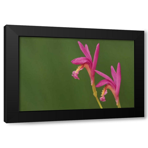 Michigan, Close-up of native orchids Black Modern Wood Framed Art Print by Carlson, Mark