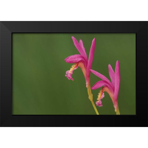 Michigan, Close-up of native orchids Black Modern Wood Framed Art Print by Carlson, Mark
