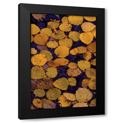 MI, Largetooth aspen leaves in Autumn on water Black Modern Wood Framed Art Print with Double Matting by Carlson, Mark