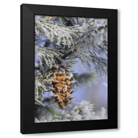 MI, Morning light on balsam fir cone with frost Black Modern Wood Framed Art Print by Carlson, Mark