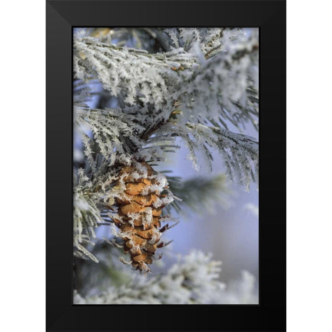 MI, Morning light on balsam fir cone with frost Black Modern Wood Framed Art Print by Carlson, Mark