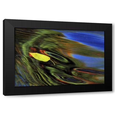 MI, Birch leaf in river with autumn reflections Black Modern Wood Framed Art Print with Double Matting by Carlson, Mark