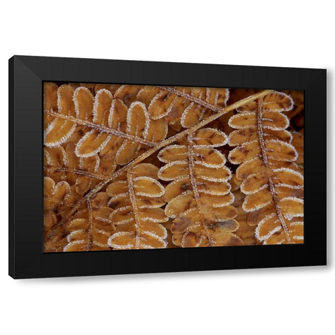 USA, Michigan, Brachen fern section with frost Black Modern Wood Framed Art Print by Carlson, Mark