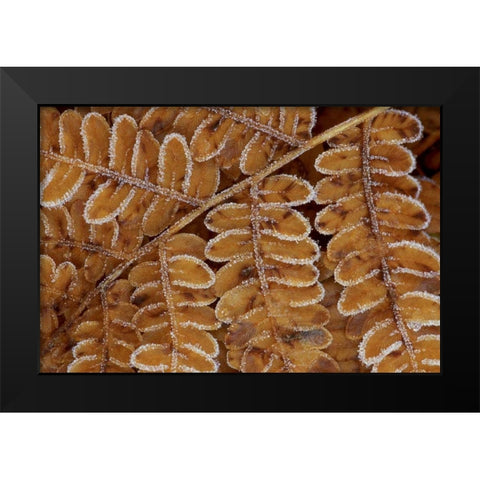 USA, Michigan, Brachen fern section with frost Black Modern Wood Framed Art Print by Carlson, Mark