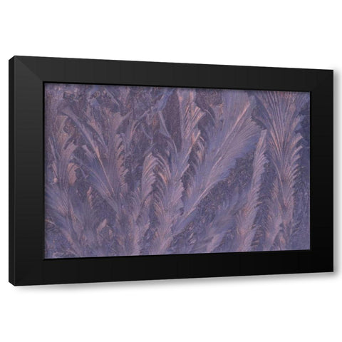 USA, Michigan, Feathery frost patterns on window Black Modern Wood Framed Art Print by Carlson, Mark