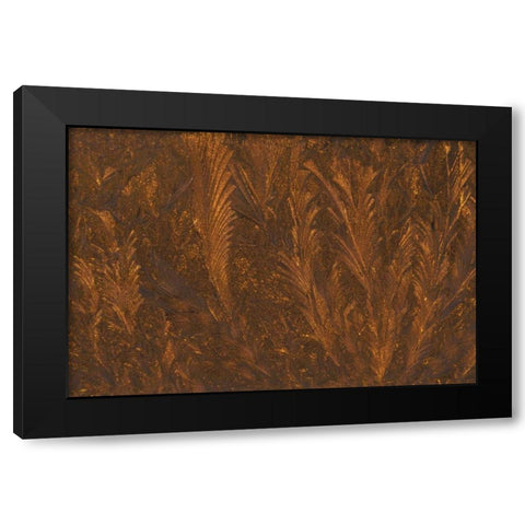 Michigan, Frost patterns on window at sunrise Black Modern Wood Framed Art Print with Double Matting by Carlson, Mark