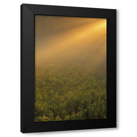 MI, Meadow of goldenrod in foggy summer sunlight Black Modern Wood Framed Art Print by Carlson, Mark