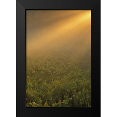 MI, Meadow of goldenrod in foggy summer sunlight Black Modern Wood Framed Art Print by Carlson, Mark