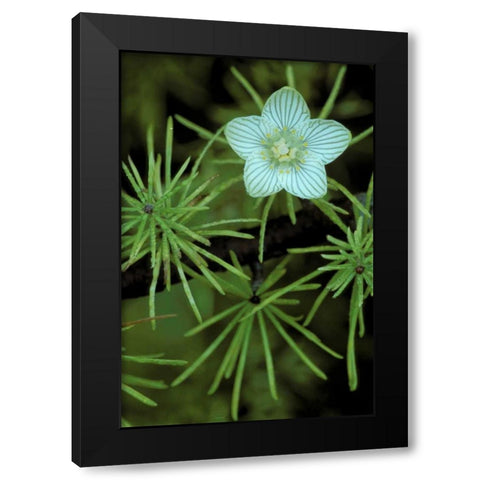 MI, Bog-Star flower in tree needles in autumn Black Modern Wood Framed Art Print by Carlson, Mark