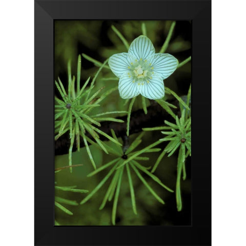 MI, Bog-Star flower in tree needles in autumn Black Modern Wood Framed Art Print by Carlson, Mark