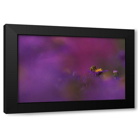 MI, Honeybee pollinating aster blossom Black Modern Wood Framed Art Print with Double Matting by Carlson, Mark