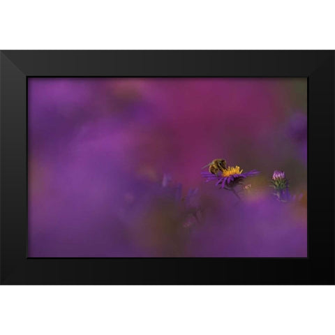 MI, Honeybee pollinating aster blossom Black Modern Wood Framed Art Print by Carlson, Mark