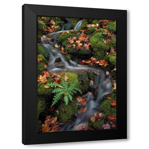 MI, Waterfall through moss and autumn leaves Black Modern Wood Framed Art Print by Carlson, Mark