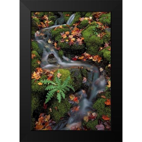 MI, Waterfall through moss and autumn leaves Black Modern Wood Framed Art Print by Carlson, Mark