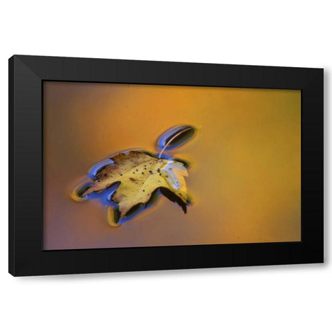 MI, Maple leaf floating on water surface Black Modern Wood Framed Art Print with Double Matting by Carlson, Mark