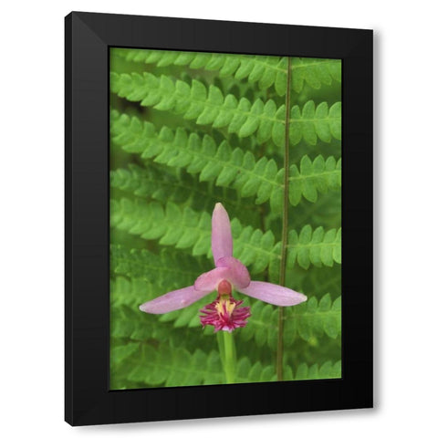 MI, Rose pogonia orchid and marsh fern in spring Black Modern Wood Framed Art Print by Carlson, Mark