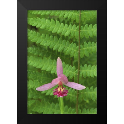 MI, Rose pogonia orchid and marsh fern in spring Black Modern Wood Framed Art Print by Carlson, Mark