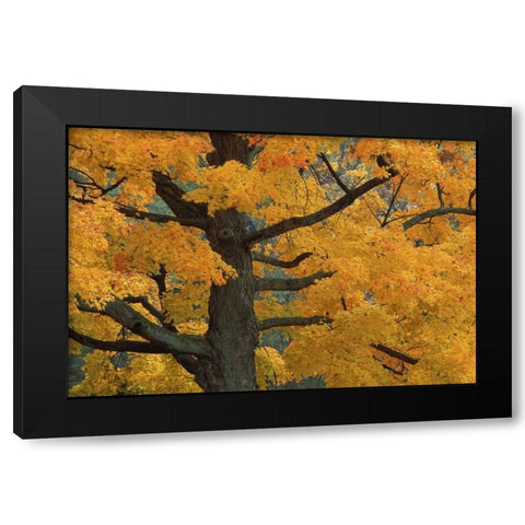 Michigan, Close-up of sugar maple tree in autumn Black Modern Wood Framed Art Print by Carlson, Mark