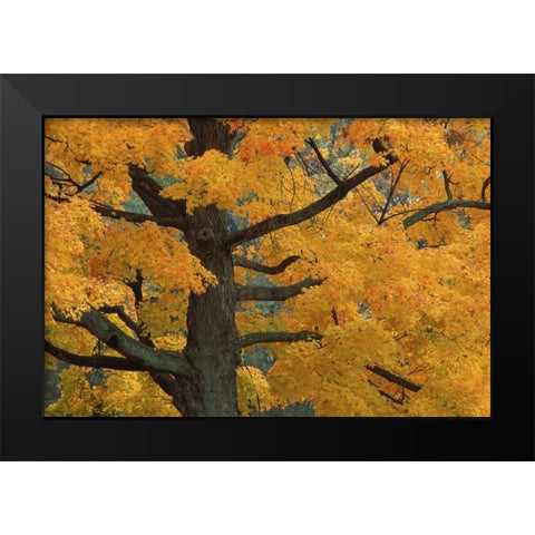 Michigan, Close-up of sugar maple tree in autumn Black Modern Wood Framed Art Print by Carlson, Mark