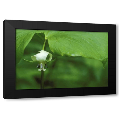 MI, Trillium flower hangs beneath leaf in spring Black Modern Wood Framed Art Print with Double Matting by Carlson, Mark