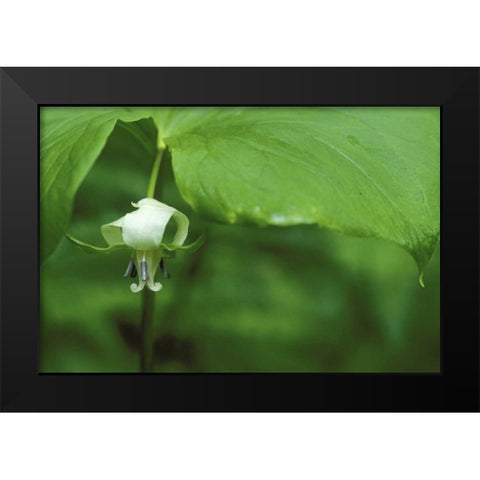 MI, Trillium flower hangs beneath leaf in spring Black Modern Wood Framed Art Print by Carlson, Mark