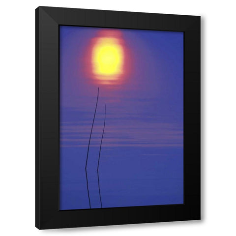 Michigan, Rushes and sunset reflection in lake Black Modern Wood Framed Art Print with Double Matting by Carlson, Mark