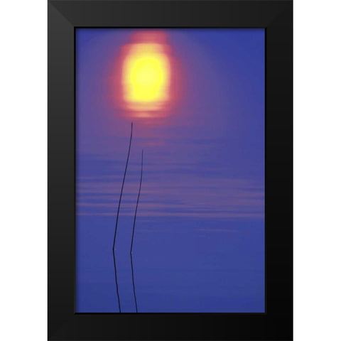 Michigan, Rushes and sunset reflection in lake Black Modern Wood Framed Art Print by Carlson, Mark