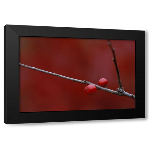 MI, Two winterberry holly berries in autumn Black Modern Wood Framed Art Print with Double Matting by Carlson, Mark
