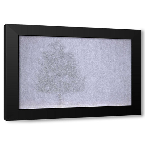 MI, White pine in a heavy snow squall Black Modern Wood Framed Art Print by Carlson, Mark