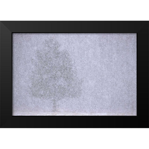 MI, White pine in a heavy snow squall Black Modern Wood Framed Art Print by Carlson, Mark