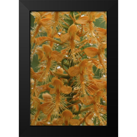Michigan, Yellow fringed orchid with dew Black Modern Wood Framed Art Print by Carlson, Mark