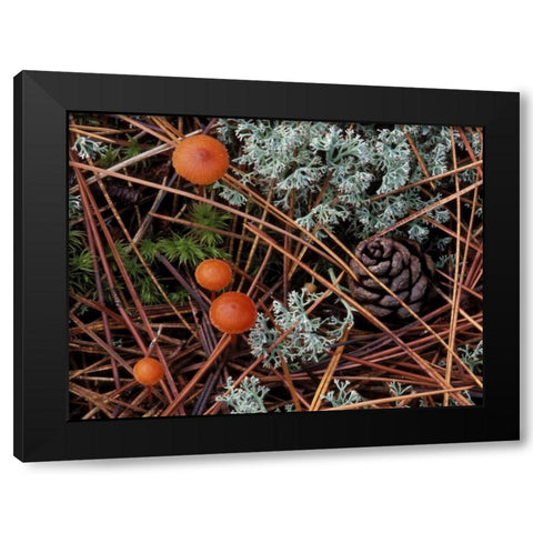 MI, Forest floor with mushrooms and leaf litter Black Modern Wood Framed Art Print with Double Matting by Carlson, Mark