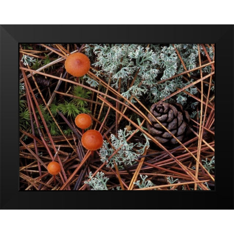 MI, Forest floor with mushrooms and leaf litter Black Modern Wood Framed Art Print by Carlson, Mark